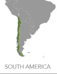South America